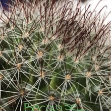 A photo of Mammillaria zeilmanniana