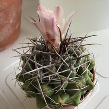 Una foto de Gymnocalycium intertextum