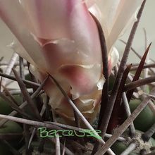 Una foto de Gymnocalycium intertextum
