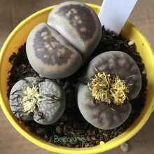 A photo of Lithops salicola