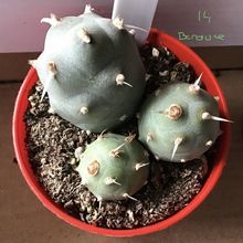 A photo of Tephrocactus articulatus fma. papyracanthus