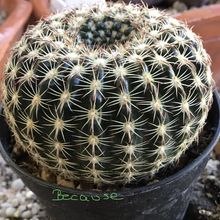 A photo of Parodia concinna subsp. blaauwiana