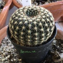 A photo of Parodia concinna subsp. blaauwiana