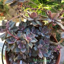 Una foto de Graptoveria Douglas Huth (Graptopetalum paraguayense x Echeveria sp.) (HIBRIDO)