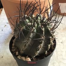 Una foto de Eriosyce paucicostata