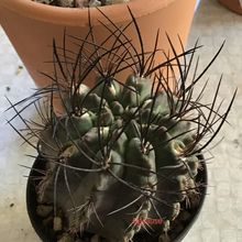 Una foto de Eriosyce paucicostata