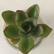 A photo of Echeveria subrigida