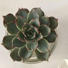 Foto de un cactus que se está identificando actualmente