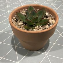 A photo of Echeveria subrigida