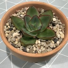 A photo of Echeveria subrigida