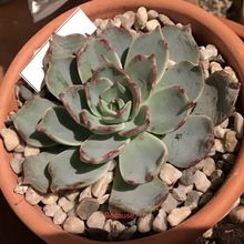 Foto de un cactus que se está identificando actualmente
