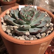 Foto de un cactus que se está identificando actualmente