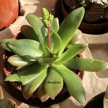 Una foto de Crassula orbicularis