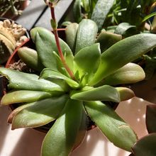 Una foto de Crassula orbicularis