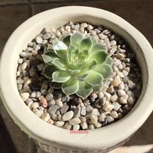 Photo of a cactus currently being identified