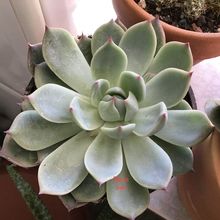 A photo of Echeveria chihuahuaensis