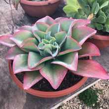 Foto de un cactus que se está identificando actualmente