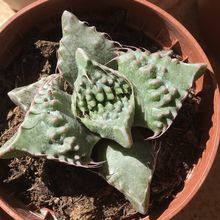 A photo of Faucaria felina ssp. tuberculosa