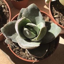 Una foto de Crassula Garnet Lotus (HIBRIDO)