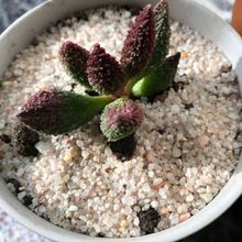 Foto de un cactus que se está identificando actualmente