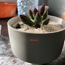 Foto de un cactus que se está identificando actualmente