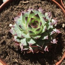 Una foto de Sempervivum calcareum