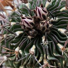 Photo of a cactus currently being identified