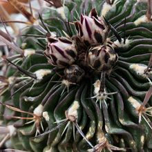 Foto de un cactus que se está identificando actualmente