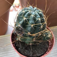 A photo of Echinopsis backebergii