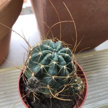 A photo of Echinopsis backebergii