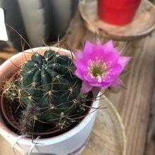 A photo of Echinopsis backebergii