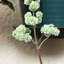 Una foto de Crassula orbicularis