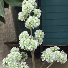 Una foto de Crassula orbicularis