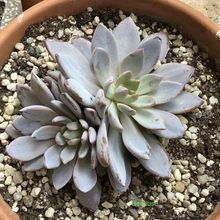 Photo of a cactus currently being identified