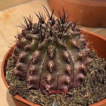 Photo of a cactus currently being identified
