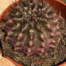 Photo of a cactus currently being identified