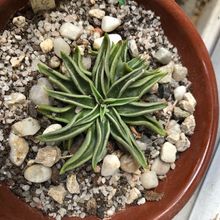 Una foto de Echeveria lutea
