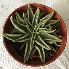 Una foto de Echeveria lutea