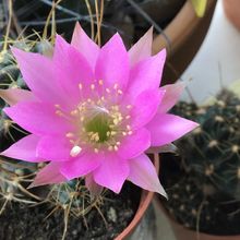 A photo of Echinopsis backebergii