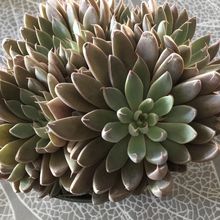 Una foto de Graptopetalum rusbyi