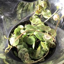 A photo of Peperomia prostrata  