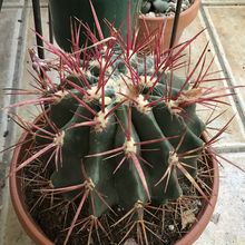 A photo of Ferocactus pilosus