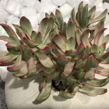 Una foto de Crassula rubricaulis  