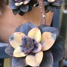 Una foto de Echeveria Chroma