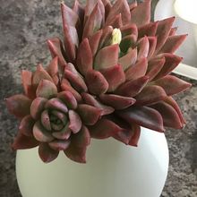 Foto de un cactus que se está identificando actualmente