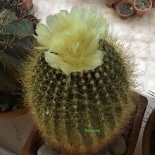 A photo of Parodia leninghausii