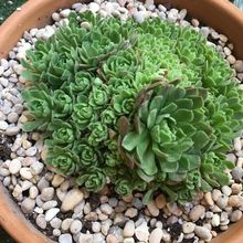 Photo of a cactus currently being identified