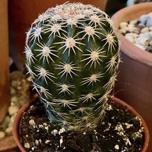Echinocereus pectinatus var. wenigeri