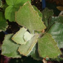 Una foto de Kalanchoe beharensis
