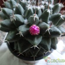 Una foto de Mammillaria magnimamma